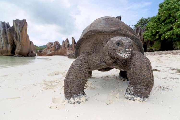 Tartaruga gigante sulla spiaggia © Ennio Maffei